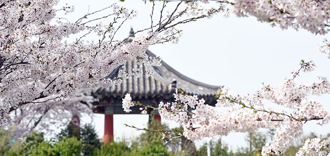 벛꽃